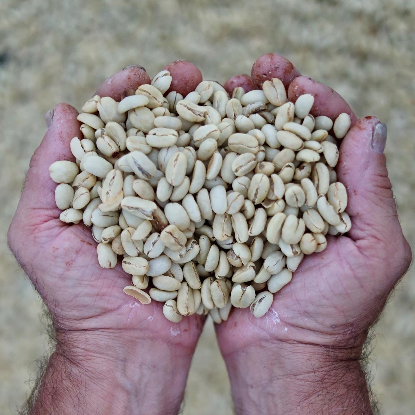 Las Mercedes Farm - Washed - Single Origin