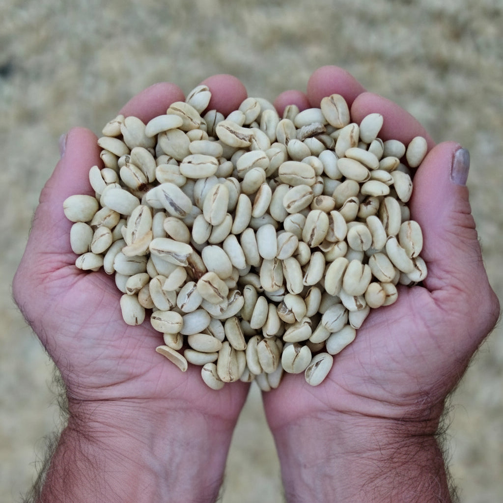 Café Don Alfredo - SELECTION - Washed -