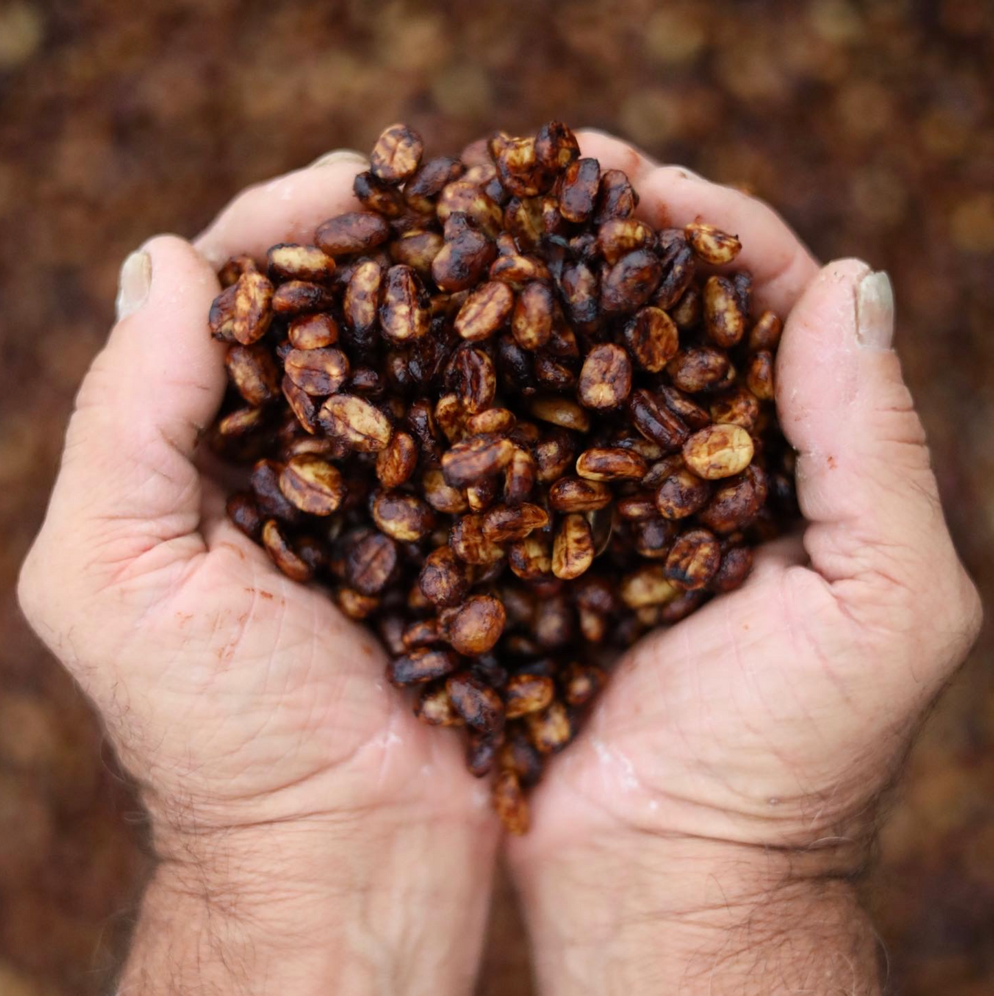 Black Honey Coffee Process - Don Alfredo Coffee