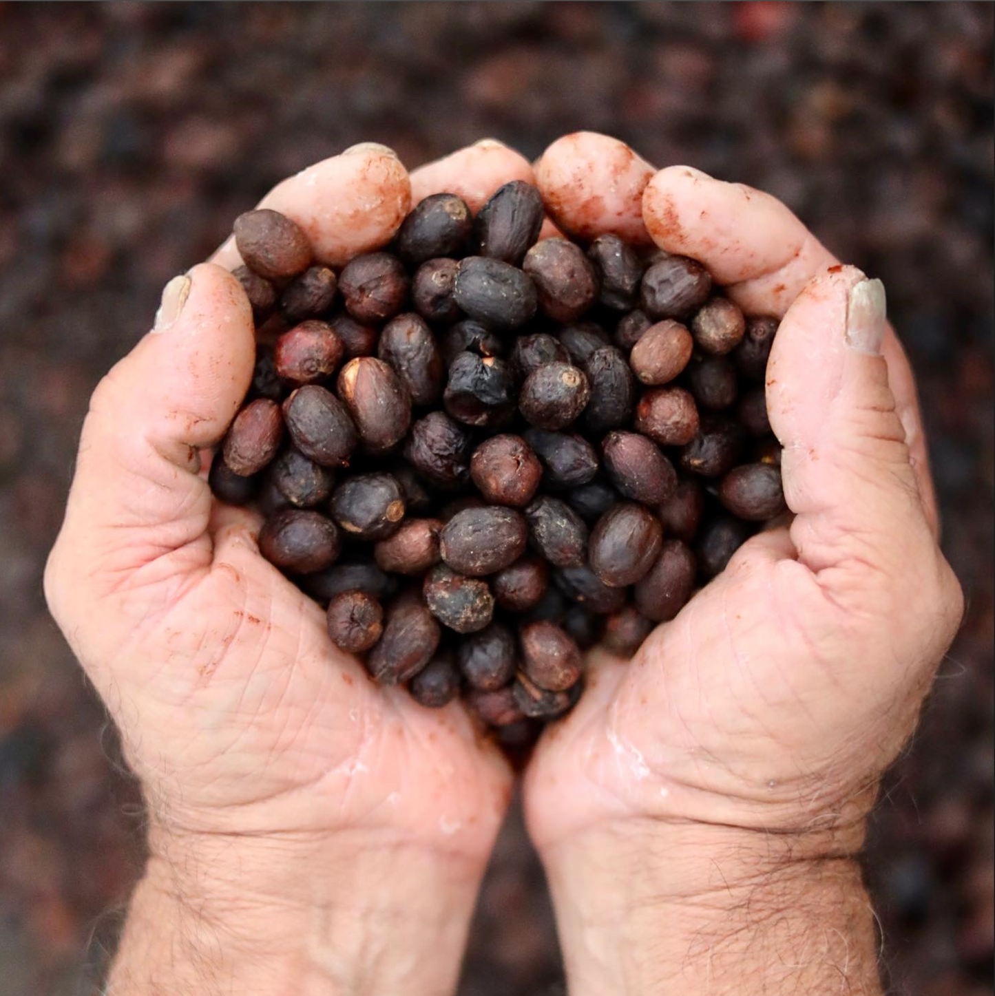 Las Mercedes Farm - Winey - Single Origin