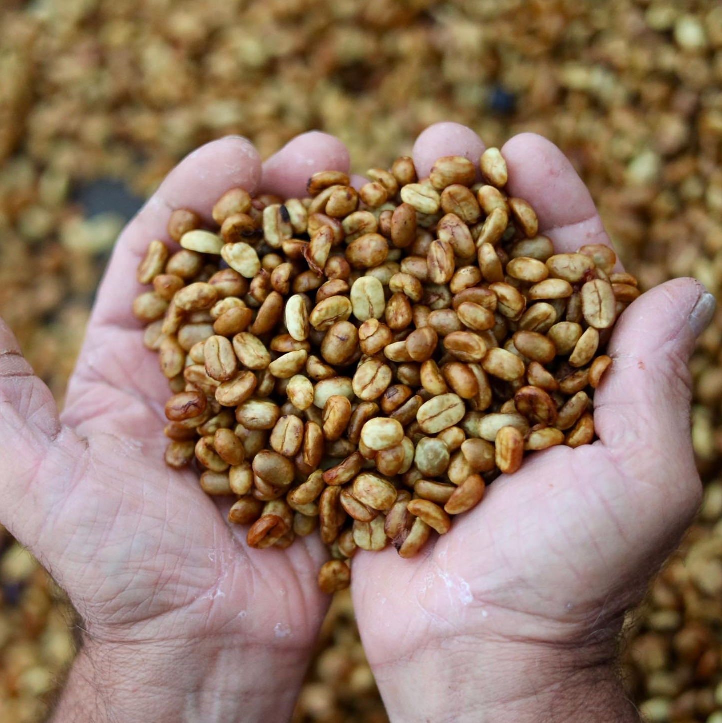 Las Mercedes Farm - Yellow Honey - Single Origin