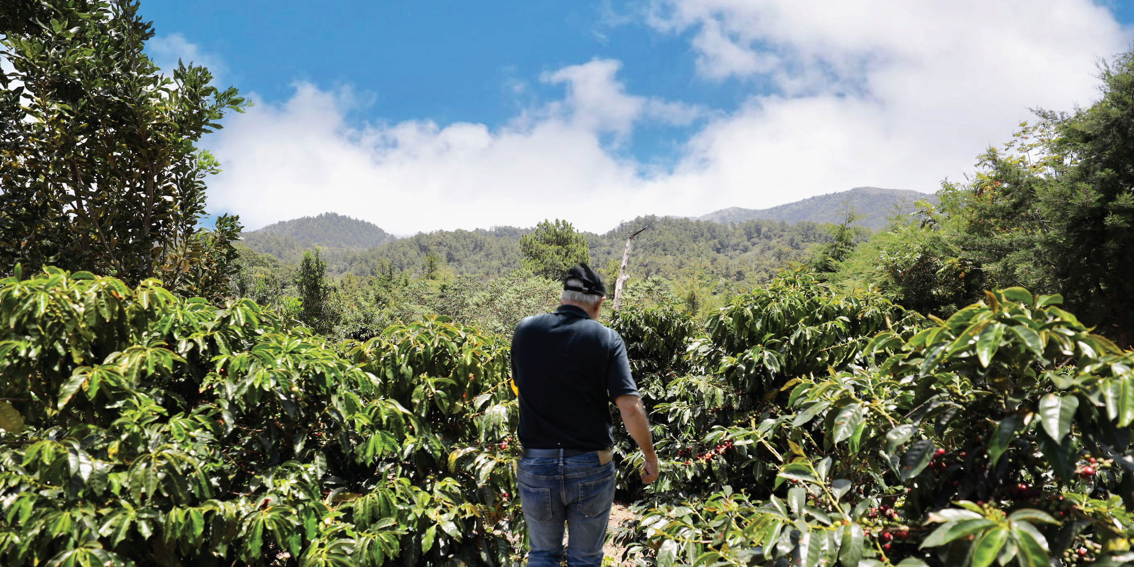 Dominican Coffee: The High-Altitude Story Behind Don Alfredo