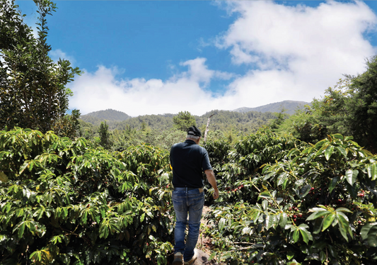 Dominican Coffee: The High-Altitude Story Behind Don Alfredo
