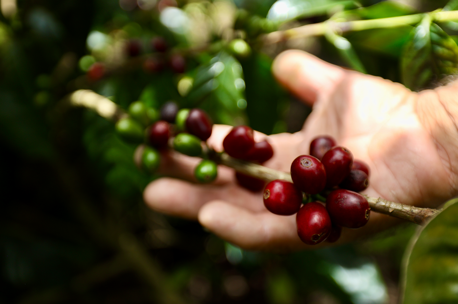 Don Alfredo Coffee Cherries. Ready for picking.