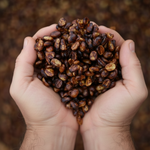 Black Honey Coffee Process - Don Alfredo Coffee