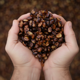 Black Honey Coffee Process - Don Alfredo Coffee